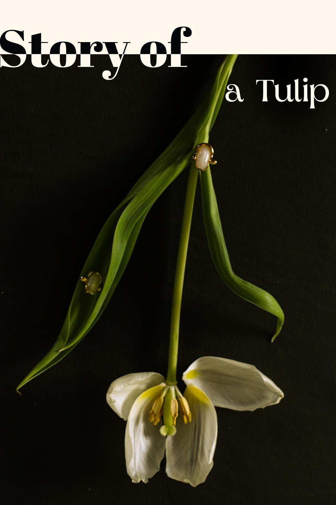 The Story of a Tulip 🌷